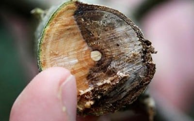 Government sets out strategy to tackle Ash dieback