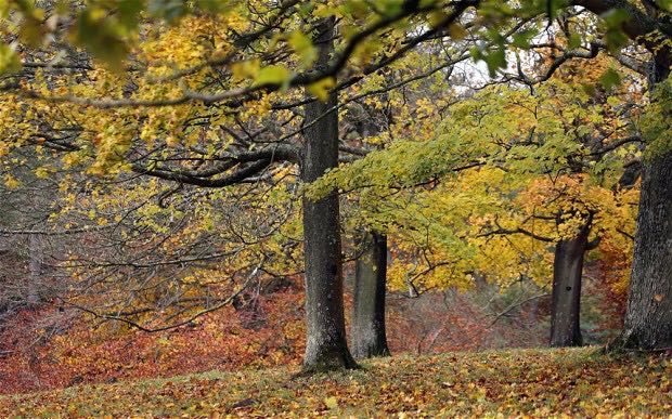 Gardeners will have to fell ‘dangerous’ ash trees or face being sued