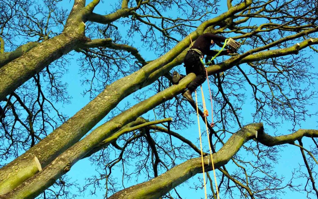 Protected Trees