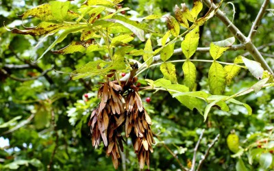 Seed clumps on ash trees not signs of disease, says Forestry Commission