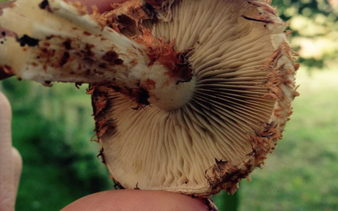 Shaggy Scalycap