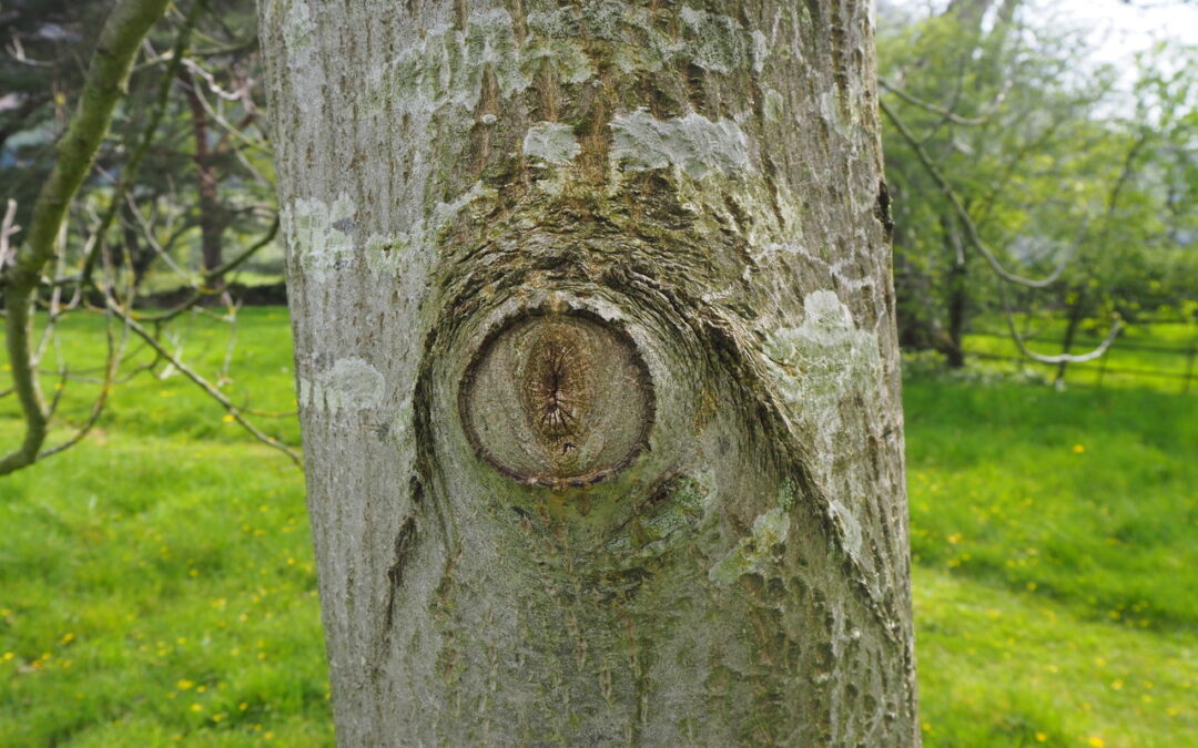 Branch Pruning / Target Pruning