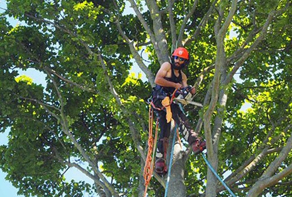 Sectional Dismantle of Sycamore