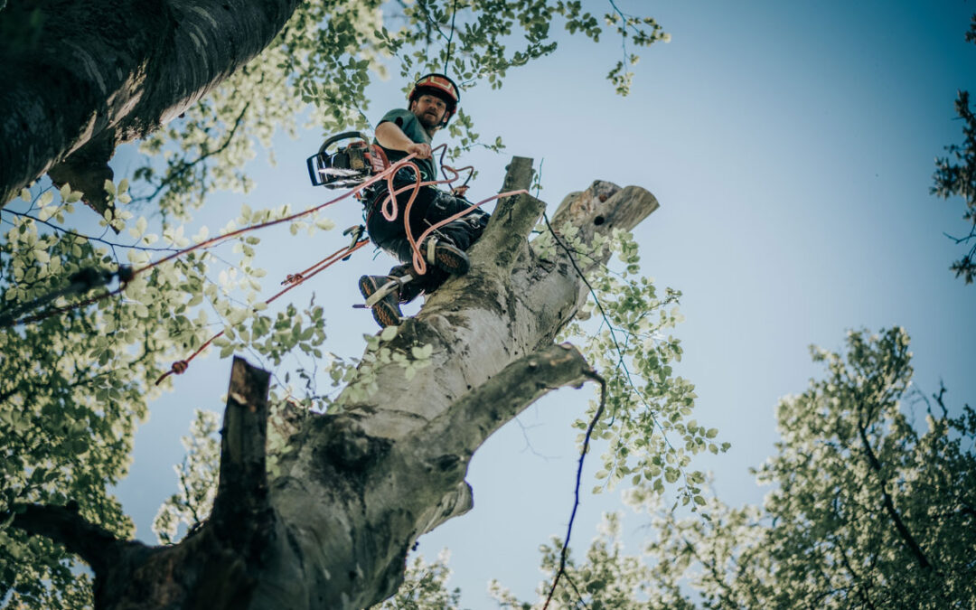 Tree Surgeon Climber Required