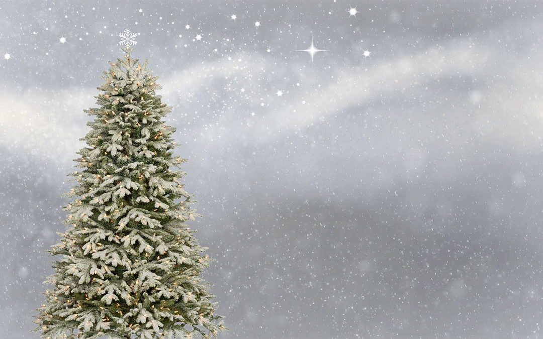 14 Christmas Tree facts you might not know