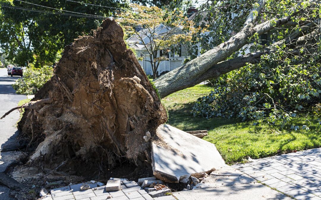 High winds tree safety