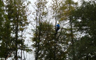 Ash Tree Disease | Chalara Dieback of Ash